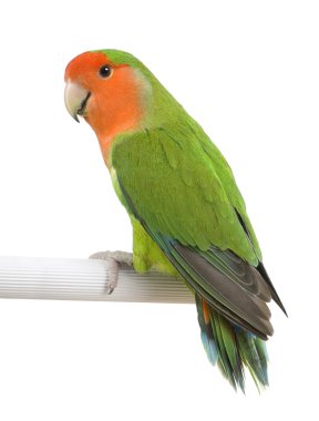 Peach-faced Lovebird - Agapornis roseicollis