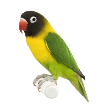 Masked Lovebird - Agapornis personata clipart