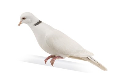 Ringneck Dove