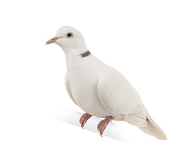 Ringneck Dove