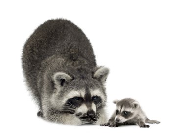 Raccoonand her baby - Procyon lotor clipart