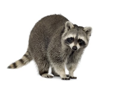 Raccoon (9 months) - Procyon lotor clipart