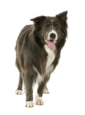 Border Collie (2 years) clipart