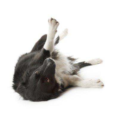 Border Collie (5 years, 6 months) clipart