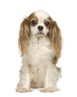 Şövalye Kral Charles Spaniel