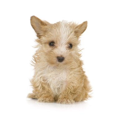 Yorkshire Terrier köpek yavrusu (2 ay)