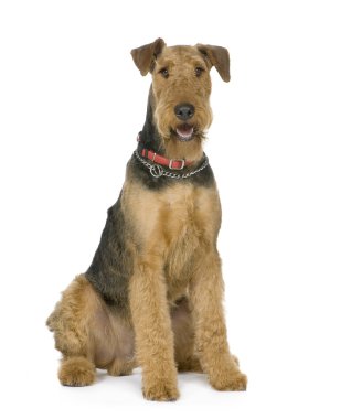 Airedale Terrier (1 yıl)