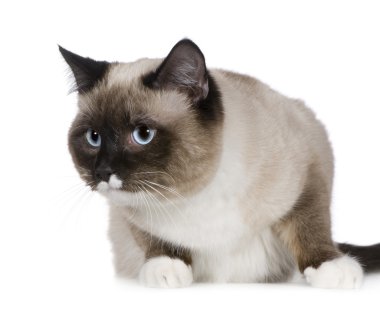 Birman (1 yıl)