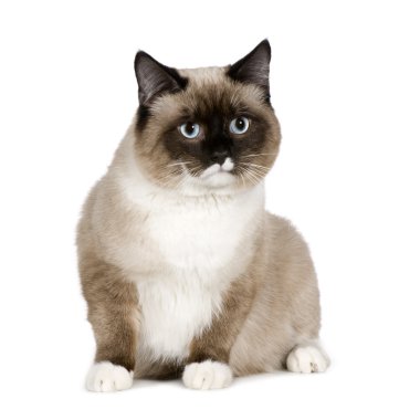 Birman (1 yıl)