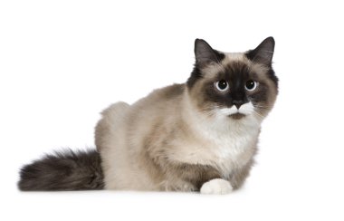 Birman (1 yıl)