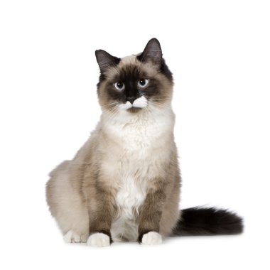 Birman (1 yıl)