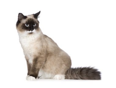 Birman (1 yıl)