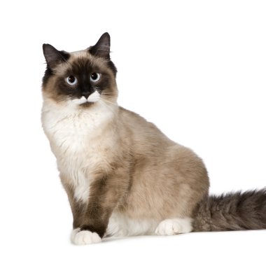 Birman (1 yıl)