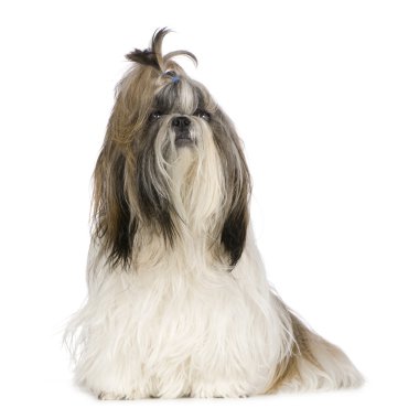 Shih Tzu (15 ay)