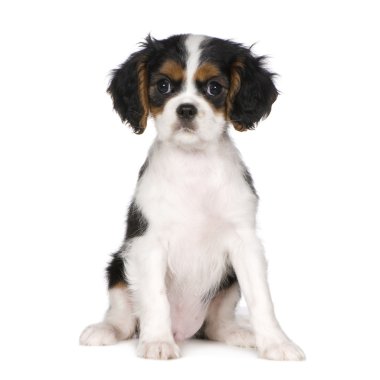 Cavalier king charles spaniel (3,5 ay)