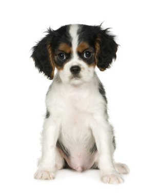 Cavalier king charles spaniel (3,5 ay)