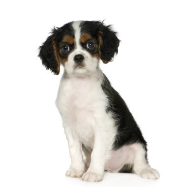 Cavalier king charles spaniel (3,5 ay)