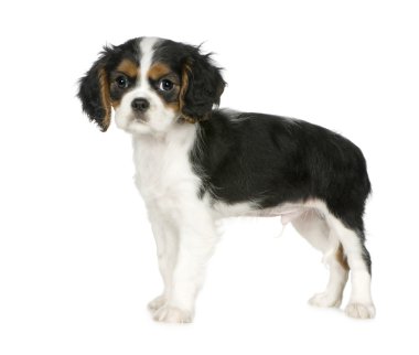 Cavalier king charles spaniel (3,5 ay)