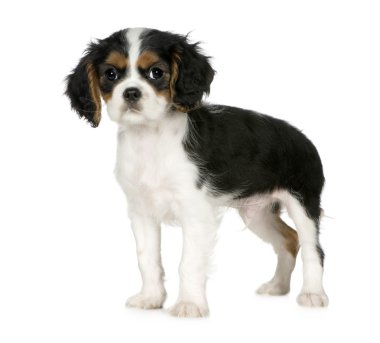 Cavalier king charles spaniel (3,5 ay)