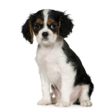 Cavalier king charles spaniel (3,5 ay)