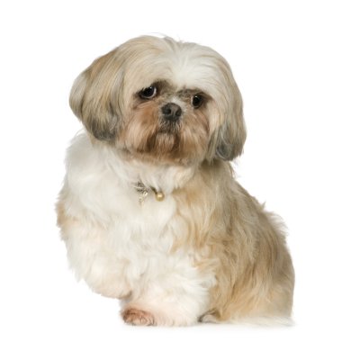 Shih Tzu (11 yıl)