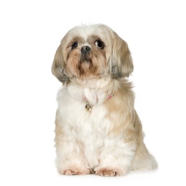 Shih Tzu (11 yıl)