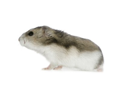 Hamster clipart