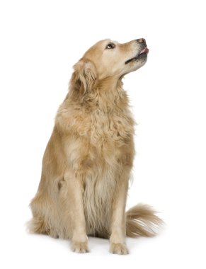 Golden Retriever clipart