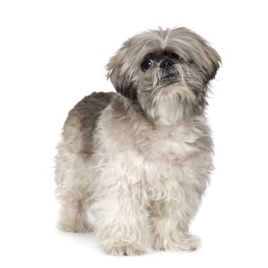 Lhasa Apso (6 ay)