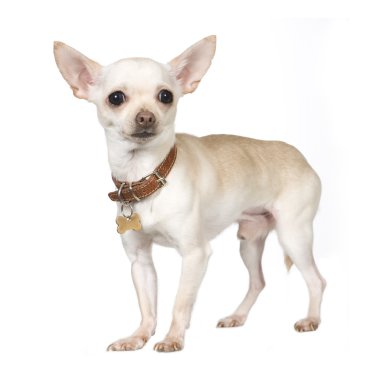 Chihuahua clipart