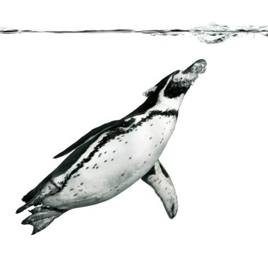 Humboldt Penguin clipart