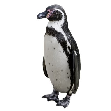 humboldt pengueni