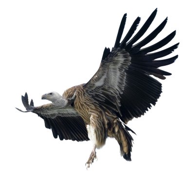 Griffon Vulture - Gyps fulvus clipart
