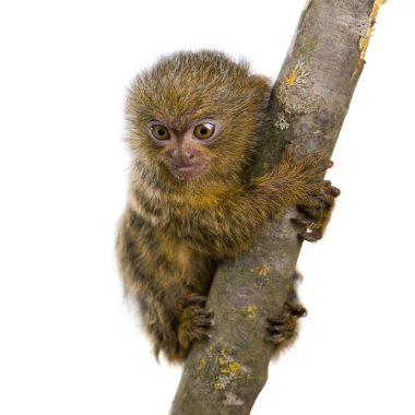 Pigme Marmoset (5 hafta) - Callithrix (Cebuella) pygmaea