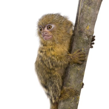 Pigme Marmoset (5 hafta) - Callithrix (Cebuella) pygmaea