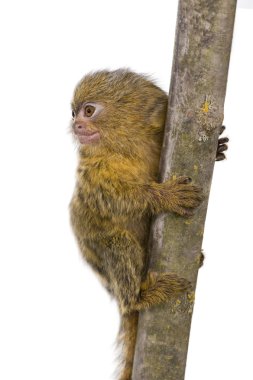 Pigme Marmoset (5 hafta) - Callithrix (Cebuella) pygmaea