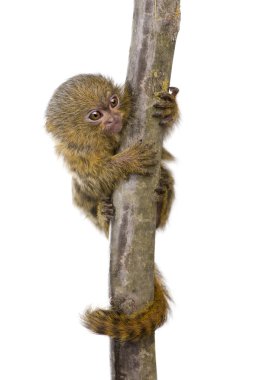 Pigme Marmoset (5 hafta) - Callithrix (Cebuella) pygmaea