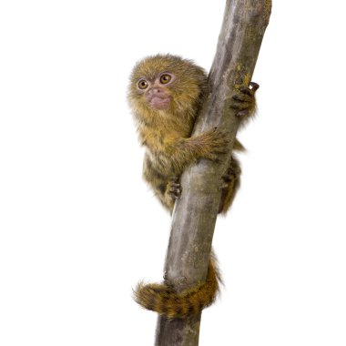 Pygmy Marmoset (5 weeks) - Callithrix (Cebuella) pygmaea clipart