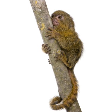 Pigme Marmoset (5 hafta) - Callithrix (Cebuella) pygmaea