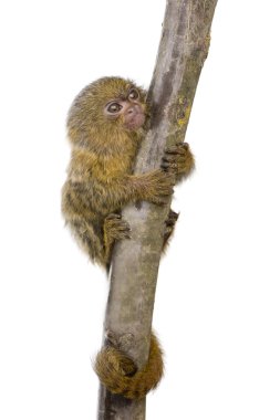 Pigme Marmoset (5 hafta) - Callithrix (Cebuella) pygmaea