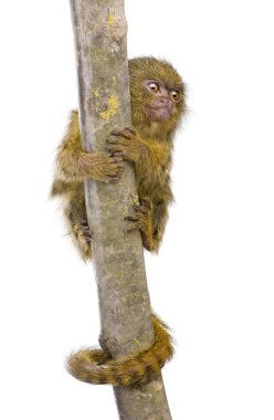 Pigme Marmoset (5 hafta) - Callithrix (Cebuella) pygmaea