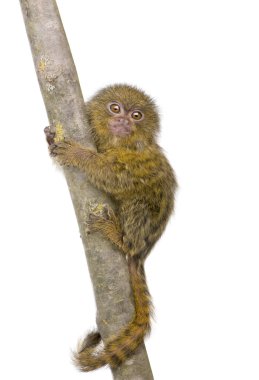 Pigme Marmoset (5 hafta) - Callithrix (Cebuella) pygmaea