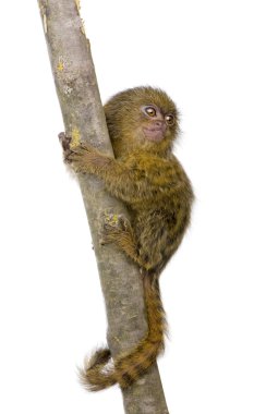 Pigme Marmoset (5 hafta) - Callithrix (Cebuella) pygmaea