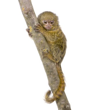 Pigme Marmoset (5 hafta) - Callithrix (Cebuella) pygmaea