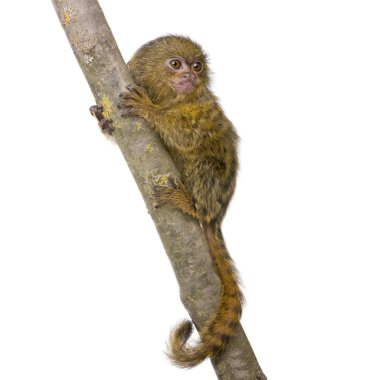 Pigme Marmoset (5 hafta) - Callithrix (Cebuella) pygmaea