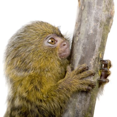 Pigme Marmoset (5 hafta) - Callithrix (Cebuella) pygmaea