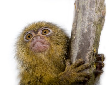 Pigme Marmoset (5 hafta) - Callithrix (Cebuella) pygmaea