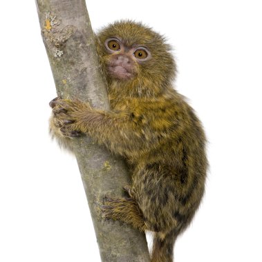 Pigme Marmoset (5 hafta) - Callithrix (Cebuella) pygmaea