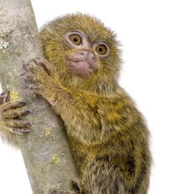 Pigme Marmoset (5 hafta) - Callithrix (Cebuella) pygmaea