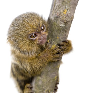 Pigme Marmoset (5 hafta) - Callithrix (Cebuella) pygmaea